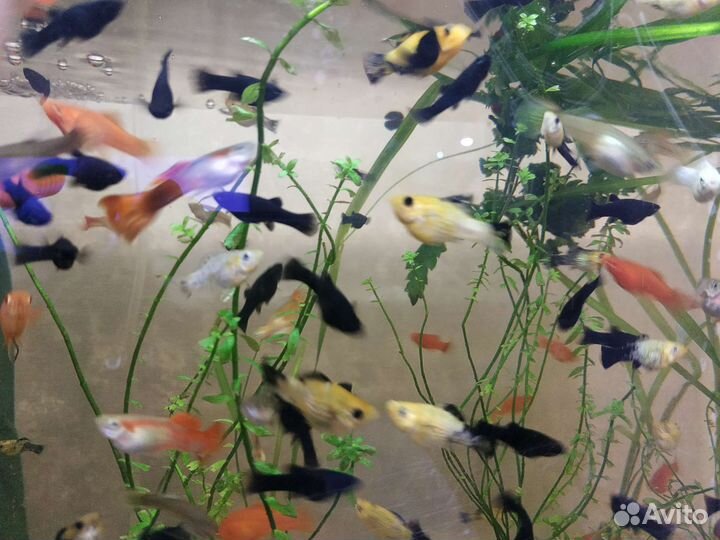 Меченосцы, молинезии,гуппи