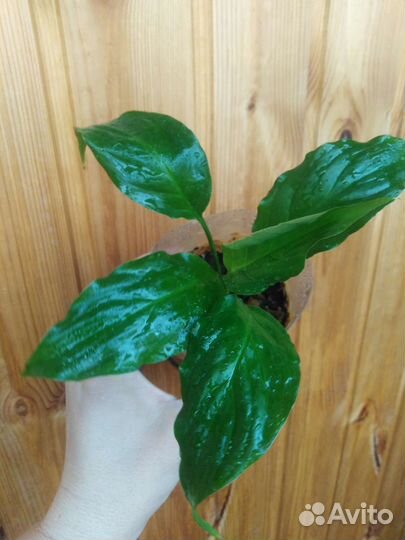 Спатифиллум