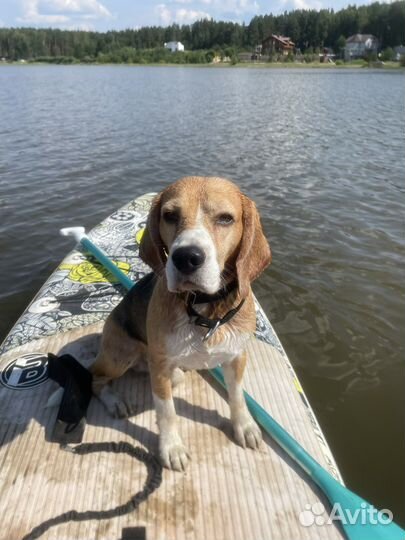 Вязка кобель бигль