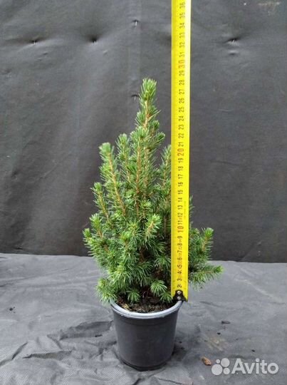 Живая ель Коника канадская