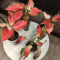 Аглаонема Фул Рэд