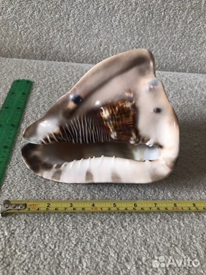 Морские ракушки раковины