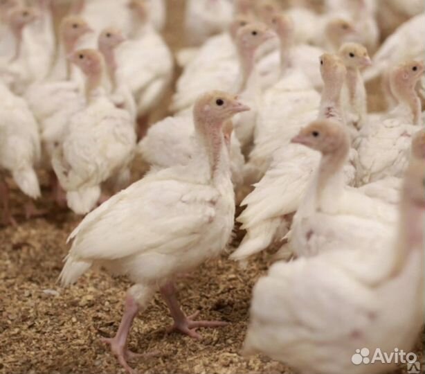 Индюшата подрощенные