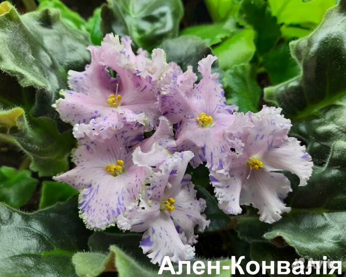 Цветы фиалки