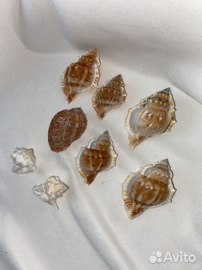 Рковины морские набор