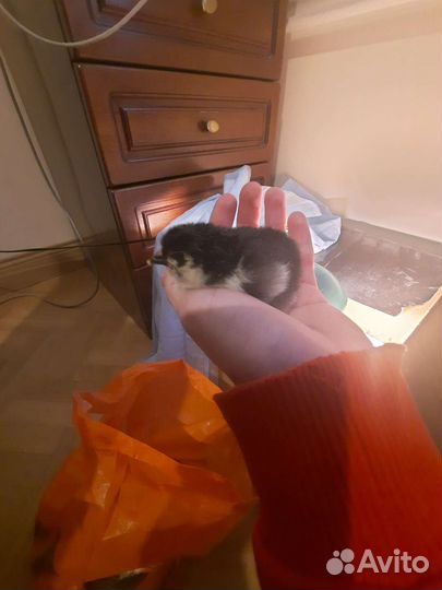 Цыплята маран черномедный и голубомедный