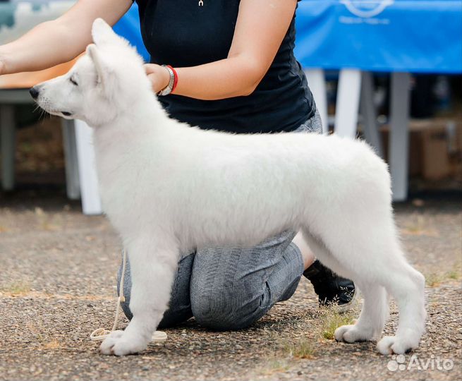 Белая швейцарская овчарка (бшо)