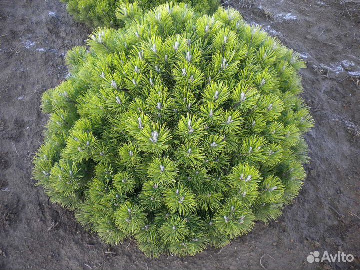 Сосна Горная Пумилио