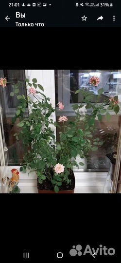 Комнатные цветы розы