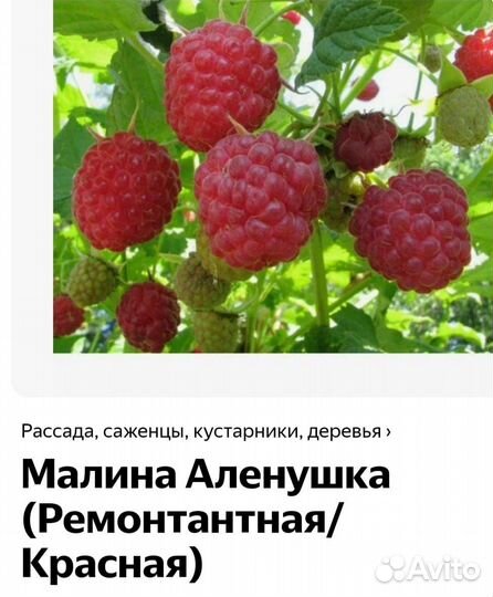 Продажа саженцев малины