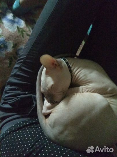 Вязка донской сфинкс