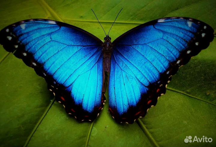 Детский бабочкариум, мини-ферма бабочек