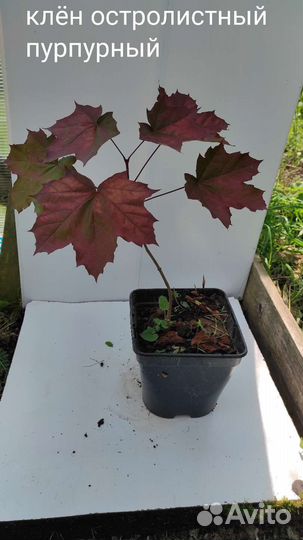 Саженцы клёнов редких видов