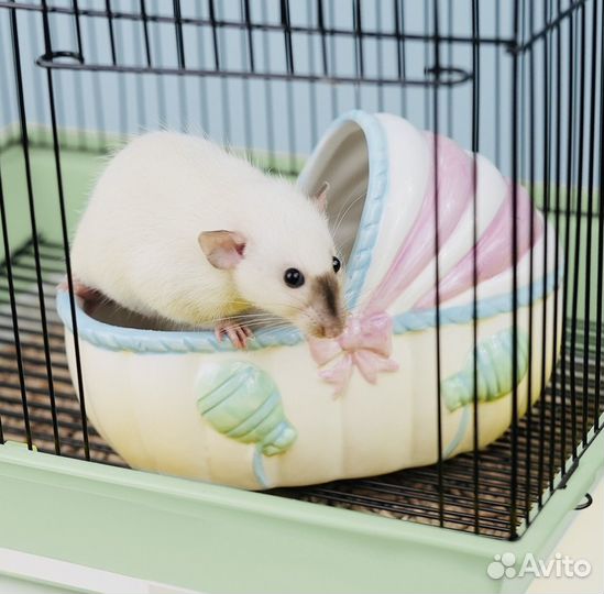 Ванночка для купания мелких грызунов