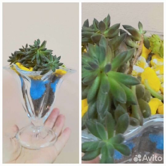 Продам цветы комнатные