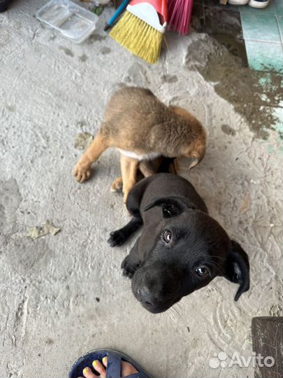 Собака в добрые руки