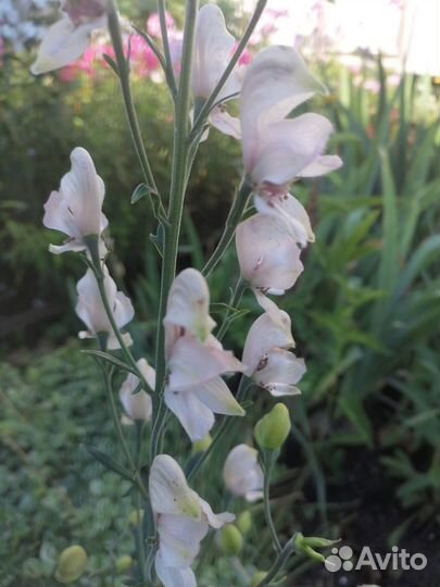 Многолетники ч 3