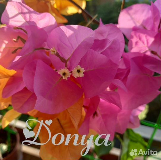 Бугенвиллия Donya