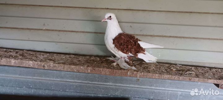 Голуби кучерявые