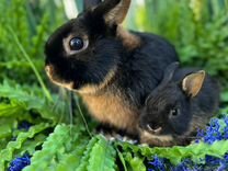 Лучшие кролики карликовые