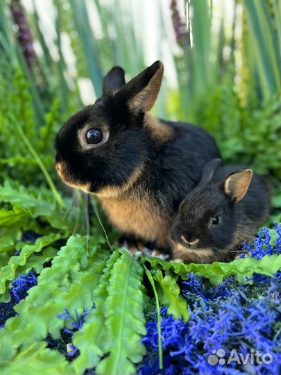 Лучшие кролики карликовые