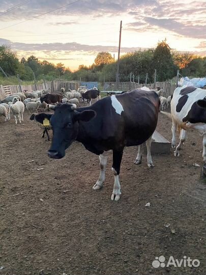 Коровы и овцы