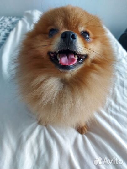 Померанский шпиц вязка