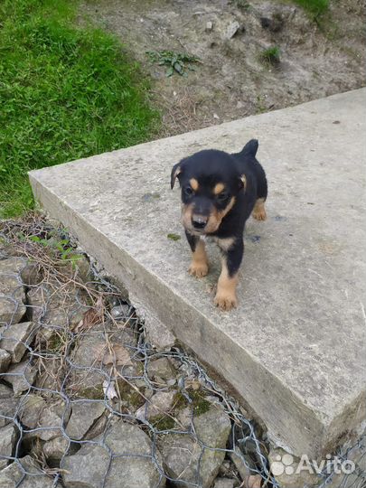 Маленькие дворняжки