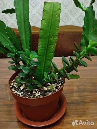 Эпифиллум (лесной кактус)