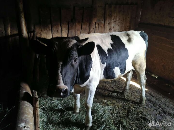 Бычки и быки на мясо