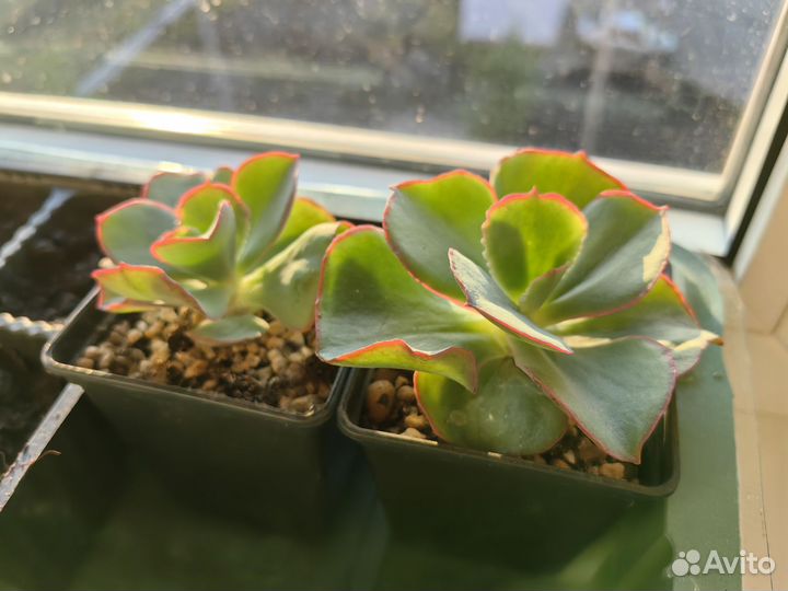 Суккуленты часть 3