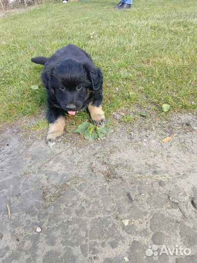 Отдам в добрые руки