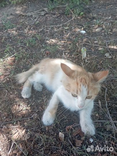 Отдам кошечку