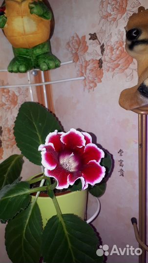 Глоксиния цветущая