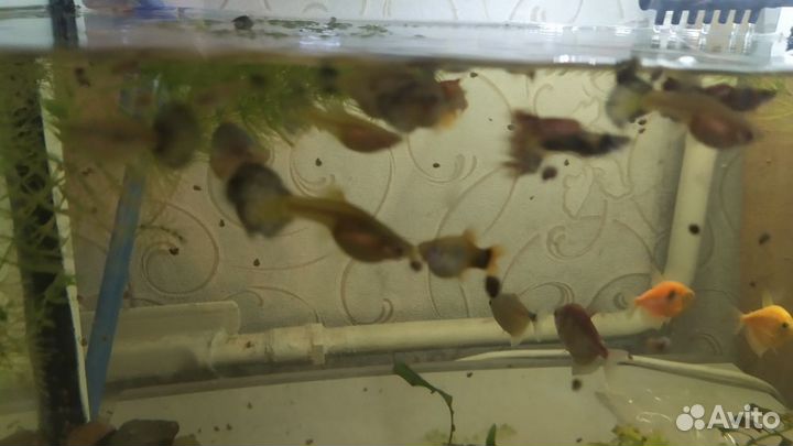 Мальки Гуппи