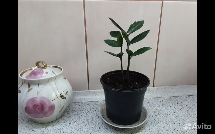 Продам замиокулькас, долларовое денежное дерево