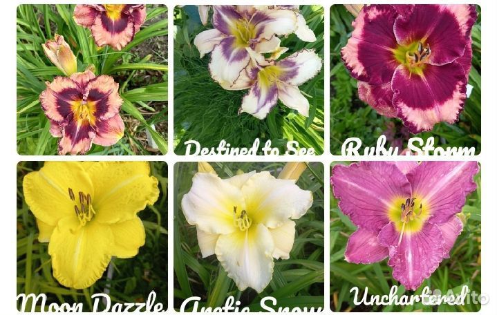 Лилейники сортовые