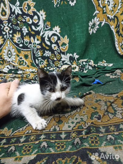 Кошка-стошка 2.0