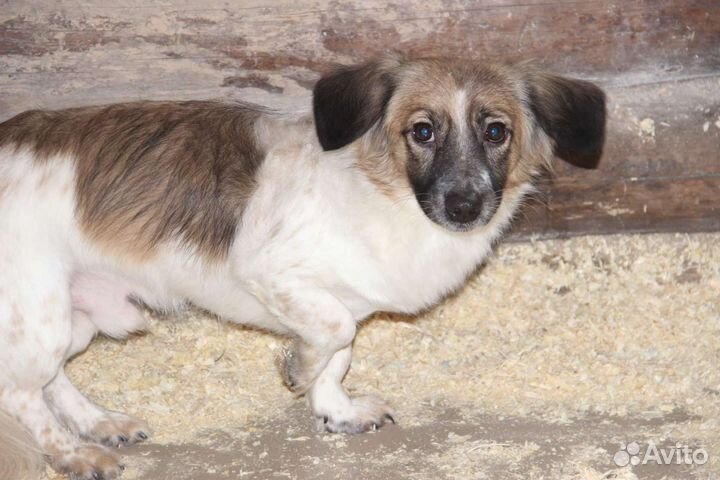 Собака в добрые руки маленькая порода