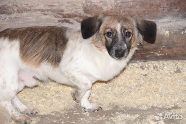Собака в добрые руки маленькая порода