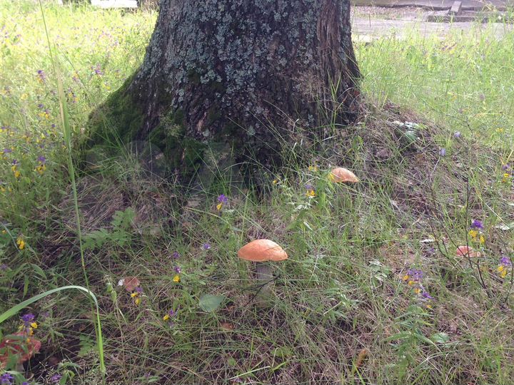 Дом 266,9 м² на участке 48,1 сот.