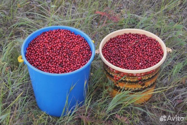 Клюква Карелия