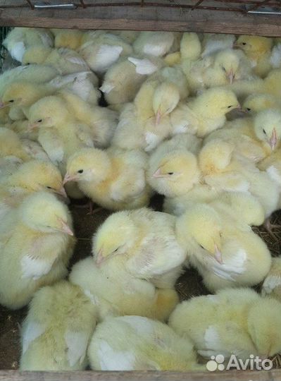 Цыпленок бройлера подращенный