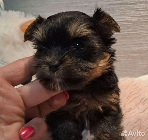 Щенки мини йорк