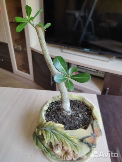 Адениум взрослый