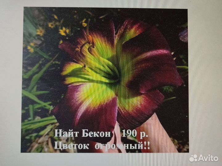 Саженцы