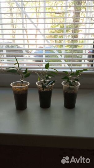 Фикус бенджамина