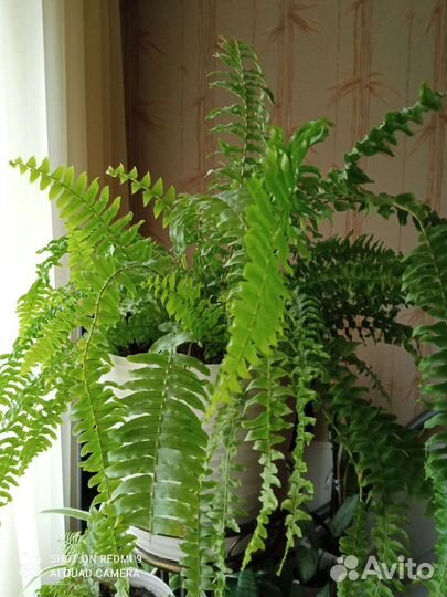 Папоротник нефролепис, хлорофитум