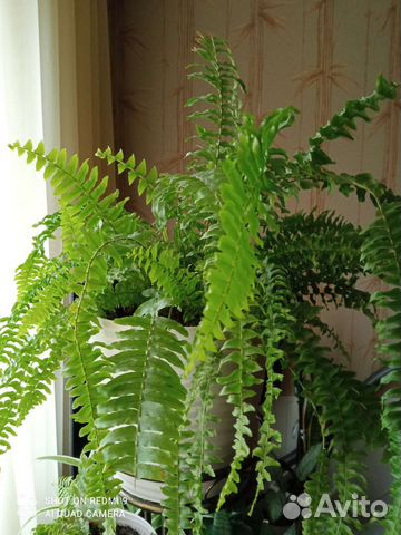 Папоротник нефролепис, хлорофитум