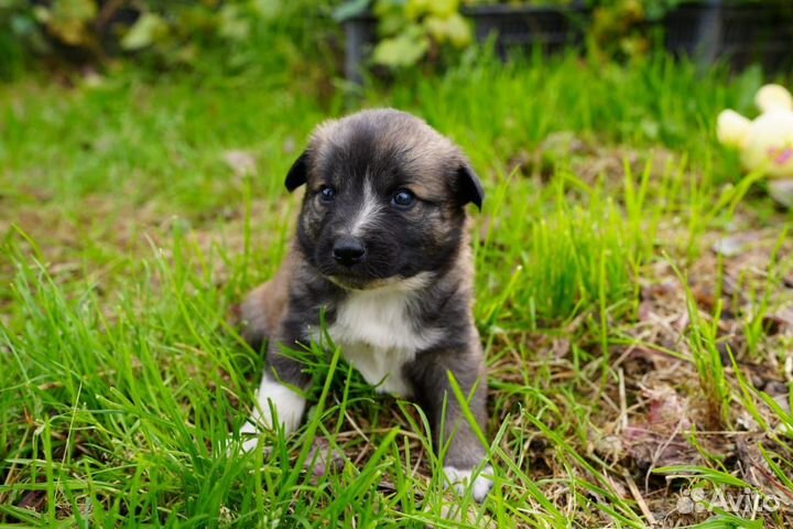 Собаки щенки бесплатно